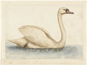Mute Swan Lombard albümü (seri başlığı) by Anonymous