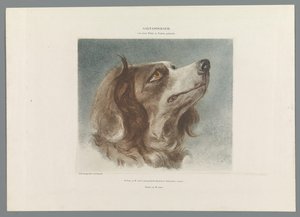 bir köpeğin başı by Anonymous