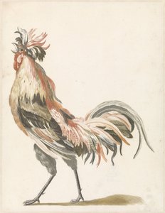 Solda ötücü horoz by Anonymous