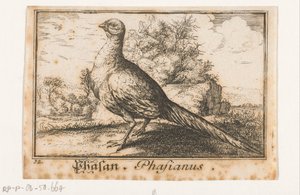 Sülün ile manzara Phasan, Phasianus. (nesne üzerindeki başlık) by Anonymous