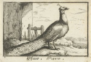 Tavus kuşu ile manzara Pfaw, Pavo (nesne üzerindeki başlık) by Anonymous