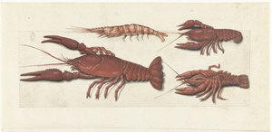 Langoustine, iki kerevit ve karides Lombard albümü (seri başlığı) by Anonymous