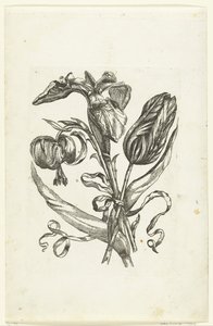 Lelie, gökkuşağı ve tulp Yeni Çiçek Simgeleri (seri başlığı) by Anonymous