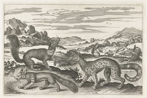 Martens, sincap ve tilki Dört ayaklı hayvanlar (dizi adı) Animalivm Qvaddrvpedvm (dizi başlığı) by Anonymous