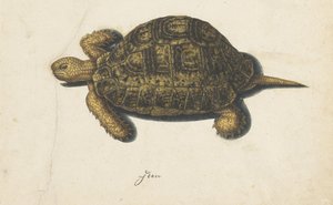 Terrapin Lombard albümü (seri başlığı) by Anonymous