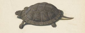 Terrapin Lombard albümü (seri başlığı) by Anonymous