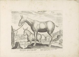 Muilezel en ezel Katır ve Eşek (nesne üzerindeki başlık) Paardenrassen uit de Koninklijke stallen van Don Juan van Oostenrijk (seri başlığı) Her türden en asil olan bir at: dünyanın çeşitli yerlerinden seçilmiş atların seçkin bir karakteri (...) (dizi adı by Anonymous