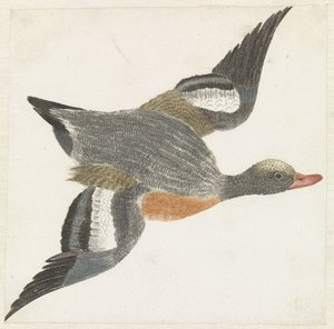 Sağa uçan Widgeon by Anonymous