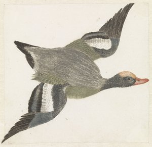 Sağa uçan Widgeon by Anonymous