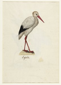 Ooievaar Cigüeña (nesne üzerindeki başlık) Lombard albümü (seri başlığı) by Anonymous