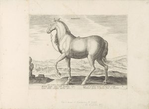 (nesne üzerindeki başlık) Paardenrassen uit de Koninklijke stallen van Don Juan van Oostenrijk (seri başlığı) Equile by Anonymous