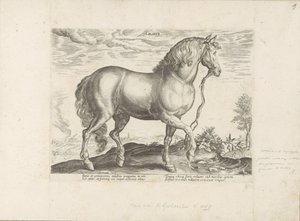 Paard, Calabrian