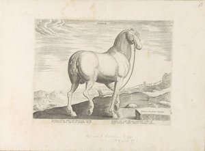 Paard, Korsika