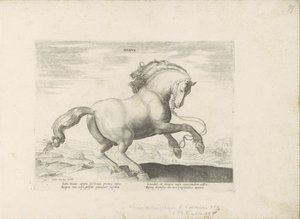 Paard, Denemarken