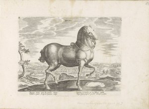 Engeland Brito (nesne üzerindeki başlık) Paardenrassen uit de Koninklijke stallen van Don Juan van Oostenrijk (seri başlığı) Equile by Anonymous