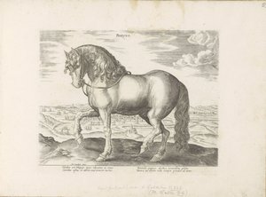 Paard, Friesland