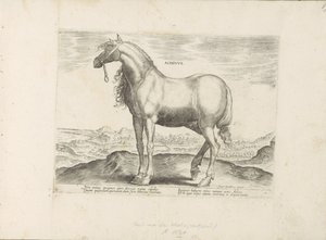 Paard uit Griekenland Achivus (nesne üzerindeki başlık) by Anonymous