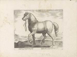 Paard Gulik (Juliacus) Juliacus (nesne üzerindeki başlık) Paardenrassen uit de Koninklijke stallen van Don Juan van Oostenrijk (seri başlığı) Her türden en soylu olan bir ahır: dünyanın çeşitli yerlerinden seçilen seçkin bir karakter (...) (ti serisi by Anonymous