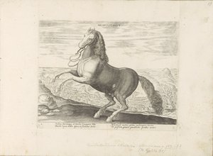 Paard Napels