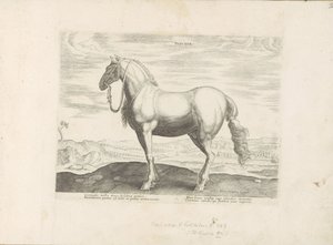 Paard, Noord-Italië