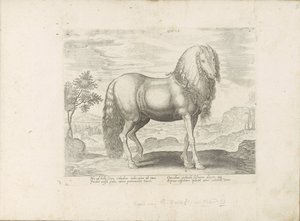 Paard, Roemenië