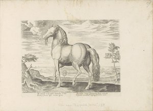 Paard, Sardunya