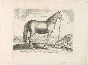 Paard, Teselya