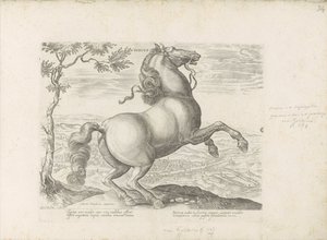 Paard, Toscane