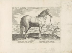 Paard Türkiye