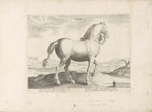 Paard, Vlaanderen