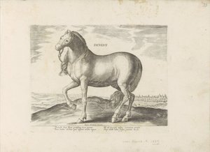 Paard van Sicilya Sicilya (nesne üzerindeki başlık) Paardenrassen uit de Koninklijke stallen van Don Juan van Oostenrijk (seri başlığı) Her türden en asil olan bir at: dünyanın çeşitli yerlerinden seçilmiş atların seçkin bir karakteri by Anonymous