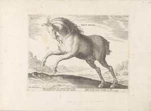Paard van het ras Equus Regius (de Koninklijke) Kraliyet Atı (nesne üzerindeki başlık) Paardenrassen uit de Koninklijke stallen van Don Juan van Oostenrijk (seri başlığı) Her türden en soylu olan bir ahır: dünyanın çeşitli yerlerinden gelen atların görgü k by Anonymous