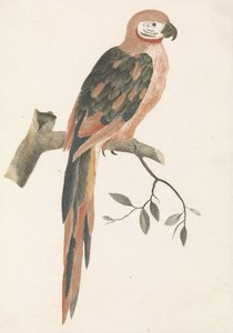 Bir dalda papağan by Anonymous