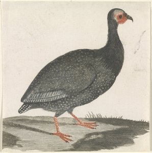 beç tavuğu by Anonymous