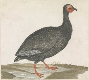 beç tavuğu by Anonymous