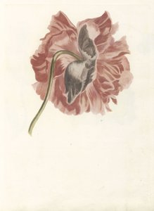 Şakayık by Anonymous