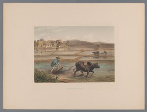 Japon pirinç tarlalarında çiftçilik yapan çiftçiler Laborage d'une riziere (nesne üzerindeki başlık) Souvenir du Japon vues d'après nature avec texte par le comte de Lijnden (seri başlığı) by Anonymous