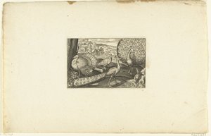Tavus kuşu, yürüyen tavus kuşu ve hindi gösteriliyor Volatilium varii generis (...) (dizi adı) by Anonymous