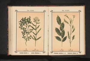 Kırmızı sandal ağacı ve rezene otu Pterocarpus santalinus L. fil. Foeniculum officinale Al.. (nesne üzerindeki başlık) by Anonymous
