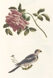 gül ve muhabbet kuşu by Anonymous
