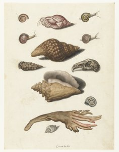 Kabuklu deniz yosunu, salyangoz ve tavşan kafatası Caracoles (nesne üzerindeki başlık) Lombard albümü (seri başlığı) by Anonymous