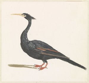 yılan boyunlu kuş by Anonymous