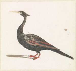 yılan boyunlu kuş by Anonymous