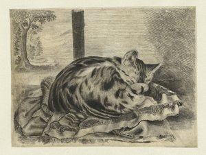 uyuyan kedi by Anonymous