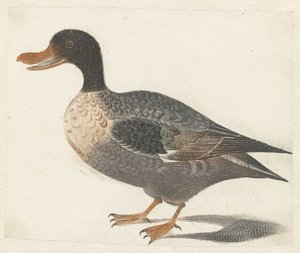 Solda duran ördek by Anonymous