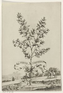 Tarentumlu Tak Myrtle Tarentum Myrtus (nesne üzerindeki başlık) by Anonymous