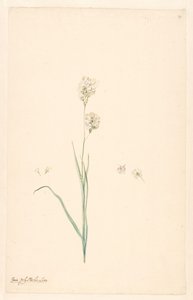 Ixia polystachya