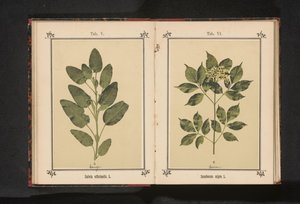 Gerçek bir bilgenin dalı Salvia officinalis. L. (nesne üzerindeki başlık) by Anonymous