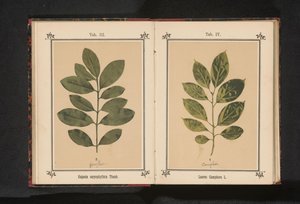 Bir kafur ağacının dalı Laurus Camphora L. (nesne üzerindeki başlık) by Anonymous