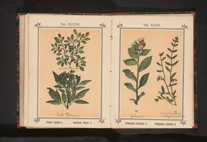 Karaçalı dalı ve mürver Prunus spinosa L. Sumbucus Ebulus L. (nesne üzerindeki başlık) by Anonymous